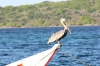12-pelican.jpg